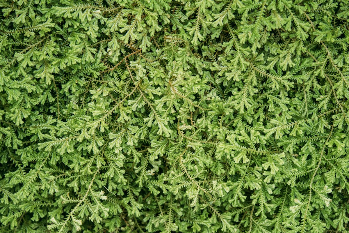 Naturalne ziołolecznictwo